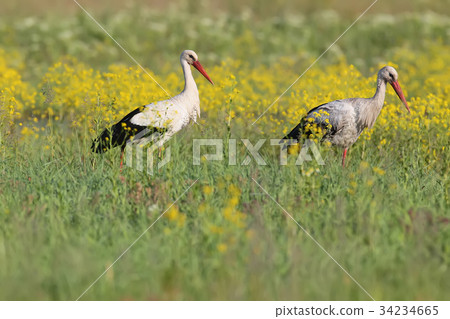 A pair of white stork A pair of white stork 34234665