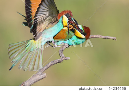 Bee eaters faighting Bee eaters faighting 34234666
