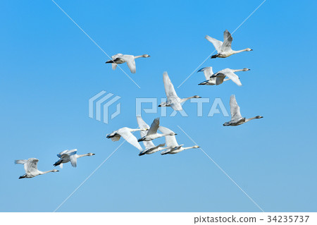 Swan flight 34235737