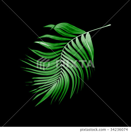 leaves of palm tree on black background 34236074