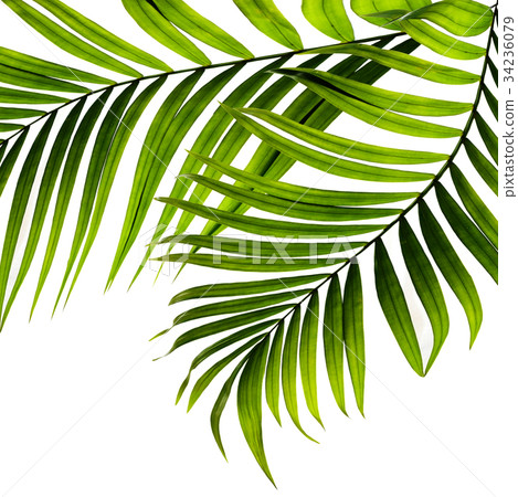 Green leaves of palm tree on white background Green leaves of palm tree on white background 34236079