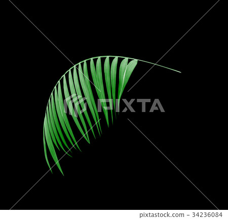 leaves of palm tree on black background leaves of palm tree on black background 34236084