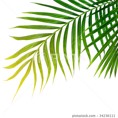 Green leaves of palm tree isolated on white Green leaves of palm tree isolated on white 34236111