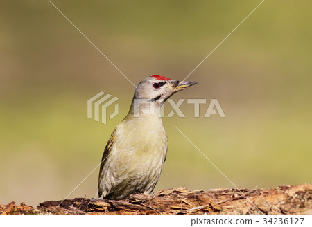 Grey woodpecker closeup portrait 34236127