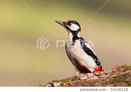 Great spotted woodpecker close up view.. 34236128
