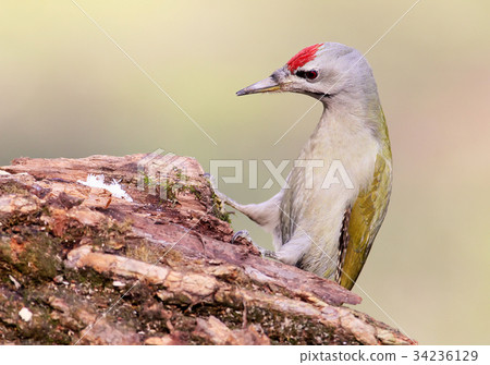 Grey woodpecker unusual pose 34236129