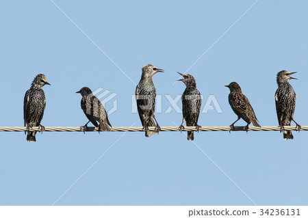 Common starlings on electrical wire 34236131