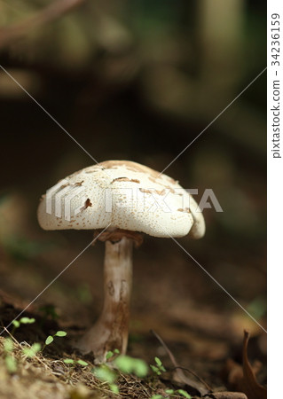 Nature Plant Oshirokarakashi-satake looks delicious but should not be eaten. It is a considerable poisonous mushroom 34236159