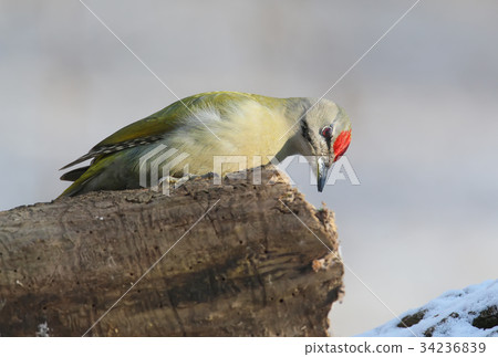 Grey woodpecker closeup portrait 34236839
