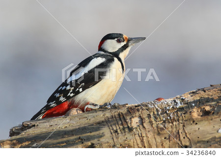 Great spotted woodpecker closeup portrait 34236840