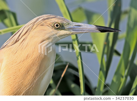 The squacco heron (Ardeola ralloides)  34237030