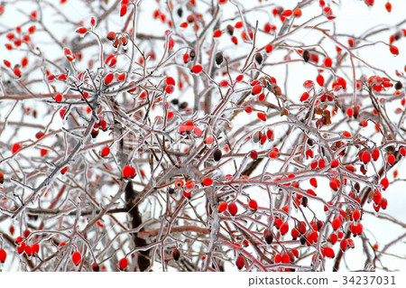 Berries in ice 34237031