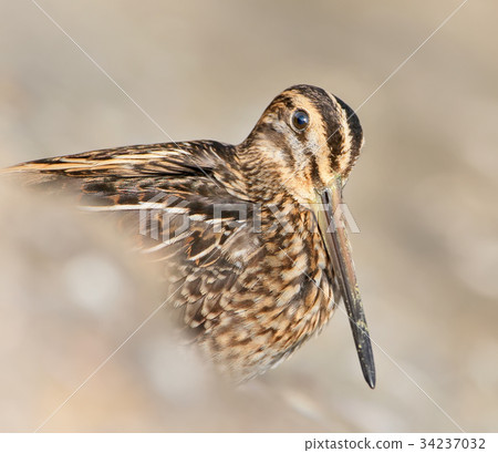 Unusual extra close up portrait of eurasian snipe. 34237032