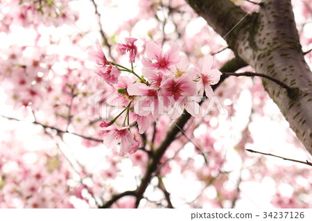 櫻花綻放 34237126