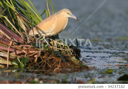 Squacco heron in breeding plumage Squacco heron in breeding plumage 34237182