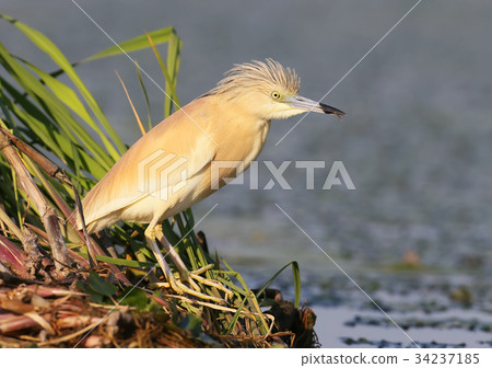 Squacco heron in breeding plumage 34237185