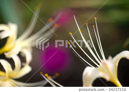 Red flower and white cluster amaryllis 34237210