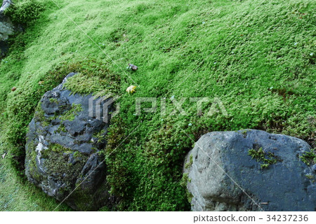 Moss and stone Moss and stone 34237236