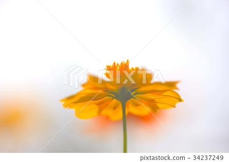 Yellow autumn cherry blossoms blurred in backlight Yellow autumn cherry blossoms blurred in backlight 34237249