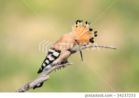 One hoopoe sitting on special branch 34237253