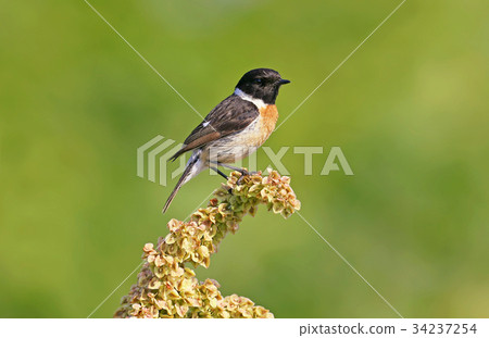 European stonechat (Saxicola rubicola) . 34237254