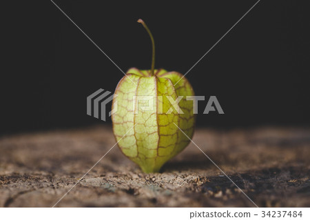 Ground Cherries Ground Cherries 34237484