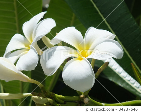 Tiare's Up Photos 34237640