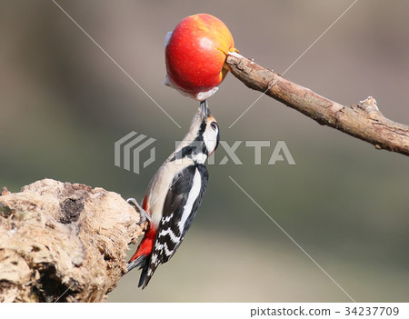 Great spotted woodpecker eats fat from apple 34237709