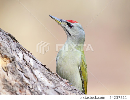 Portrait of grey headed woodpecker 34237811