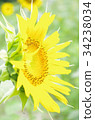 sunflower	 34238034
