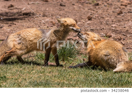 Red Foxes Playing 34238046