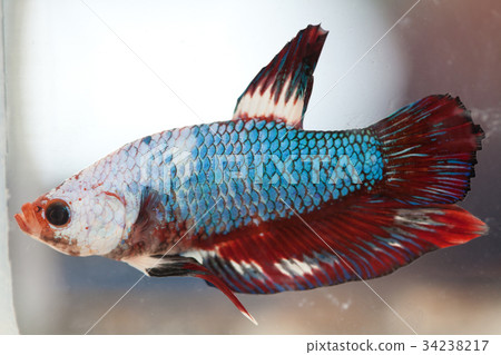 Siamese fighting fish Siamese fighting fish 34238217