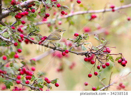The common chiffchaff in beautiful soft sunlight. The common chiffchaff in beautiful soft sunlight. 34238518