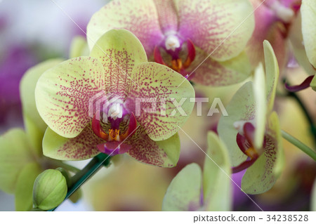 Yellow orchid Yellow orchid 34238528