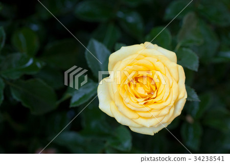 Yellow Rose 34238541