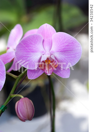 Pink orchid 34238542