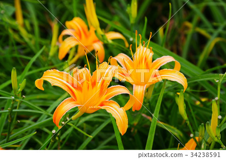 金針花,花,花蓮,金針花季,六十石山,花季 34238591