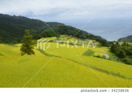 Iwakuni Shoryu Tanada (Sawa City, Niigata Prefecture) Iwakuni Shoryu Tanada (Sawa City, Niigata Prefecture) 34238636