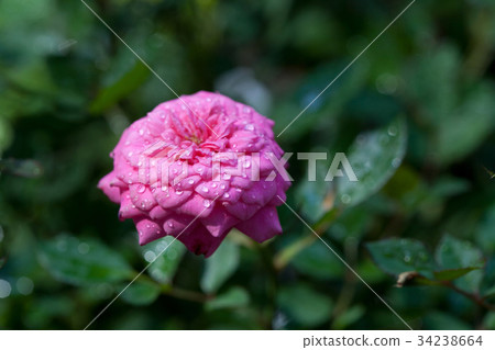 圖庫照片: pink rose