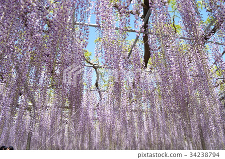 Ashaka Fuji Flower Park 34238794