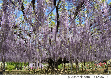 Ashaka Fuji Flower Park 34238795