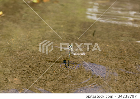 Oniyanma的產卵 Oniyanma的產卵 34238797