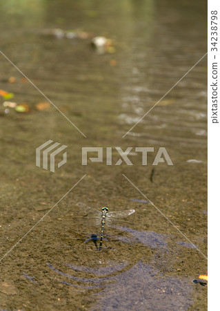 Oniyanma的產卵 34238798