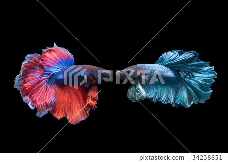 Betta splendens,beautiful red & blue fighting fish 34238851