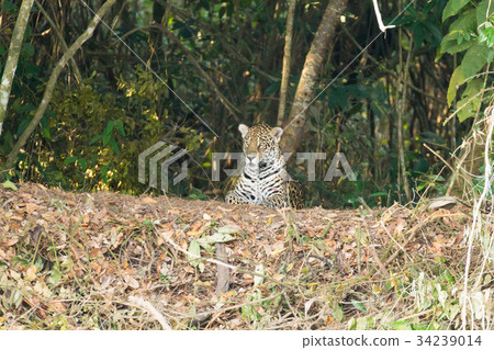 Jaguar from Pantanal, Brazil 34239014