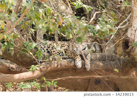 Jaguar from Pantanal, Brazil 34239015