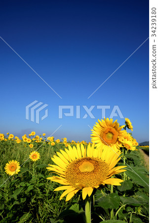 向日葵花的顏色Kibi方式 向日葵花的顏色Kibi方式 34239180