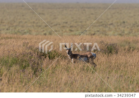 Pronghorn Antelope Buck Pronghorn Antelope Buck 34239347