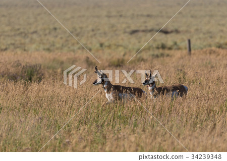 Pronghorn Antelope Bucks Pronghorn Antelope Bucks 34239348