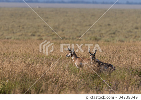 Pronghorn Antelope Bucks Pronghorn Antelope Bucks 34239349